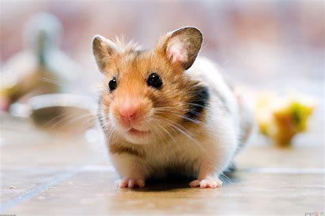 live chat hamster|Hamster .